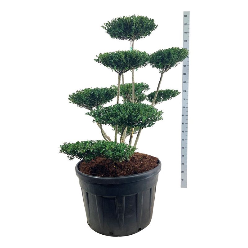 Падуб городчатый Грин Хедж