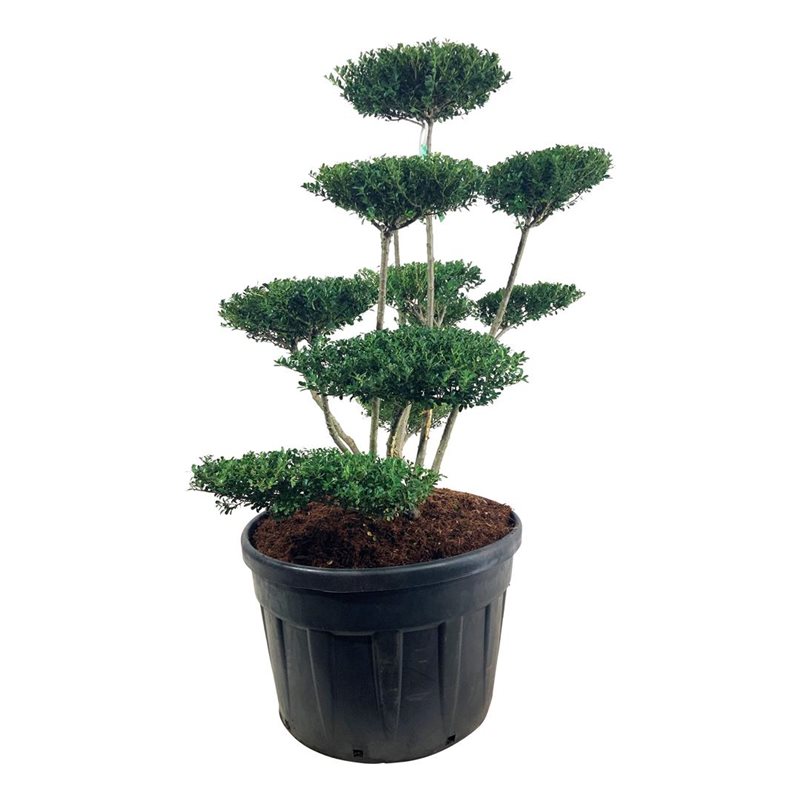 Падуб городчатый Грин Хедж