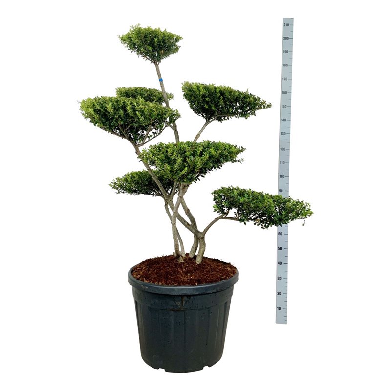 Падуб городчатый Грин Хедж