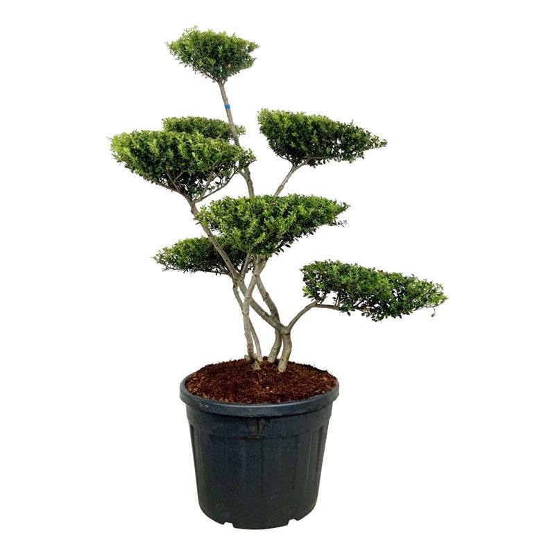 Падуб городчатый Грин Хедж