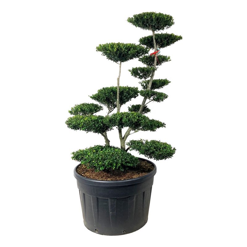 Падуб городчатый Грин Хедж