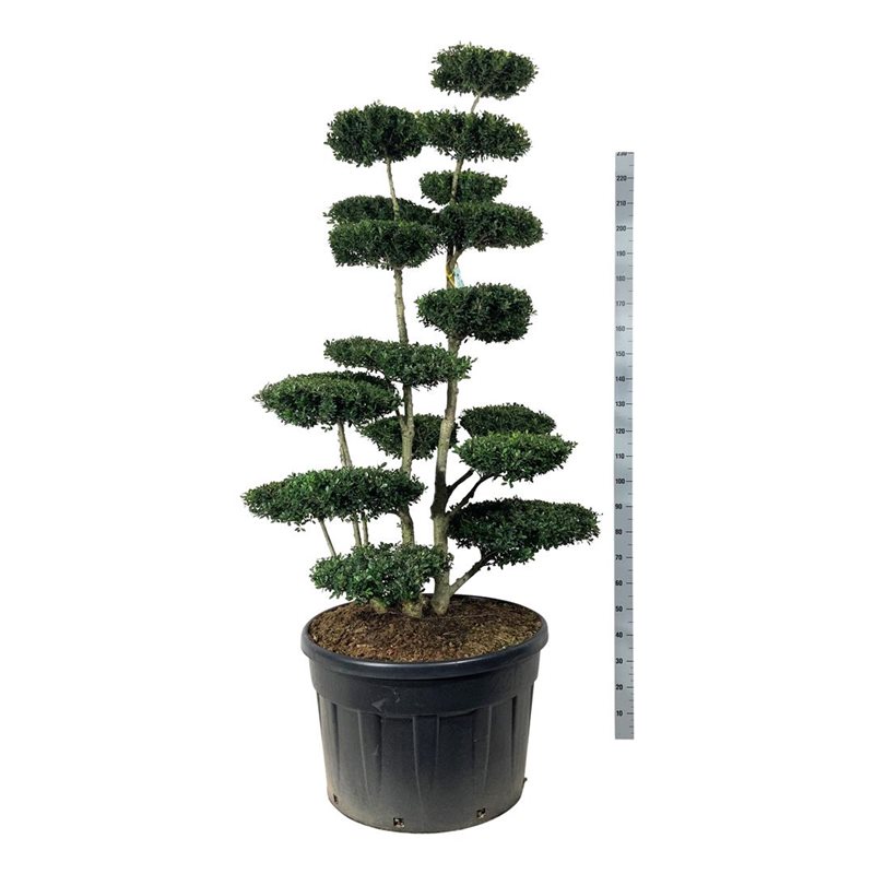 Падуб городчатый Грин Хедж