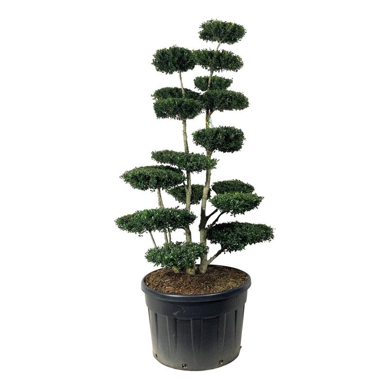 Падуб городчатый Грин Хедж