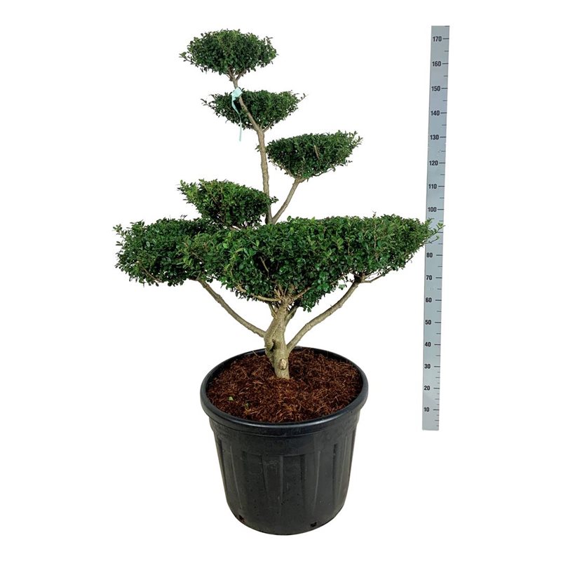 Падуб городчатый Грин Люстре