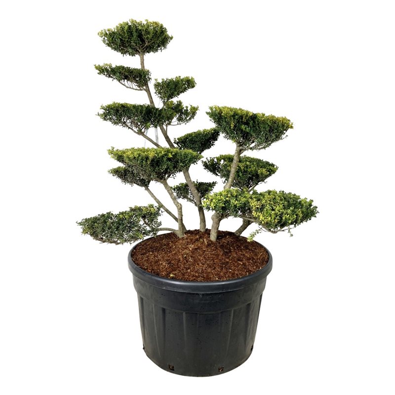 Падуб городчатый Грин Люстре