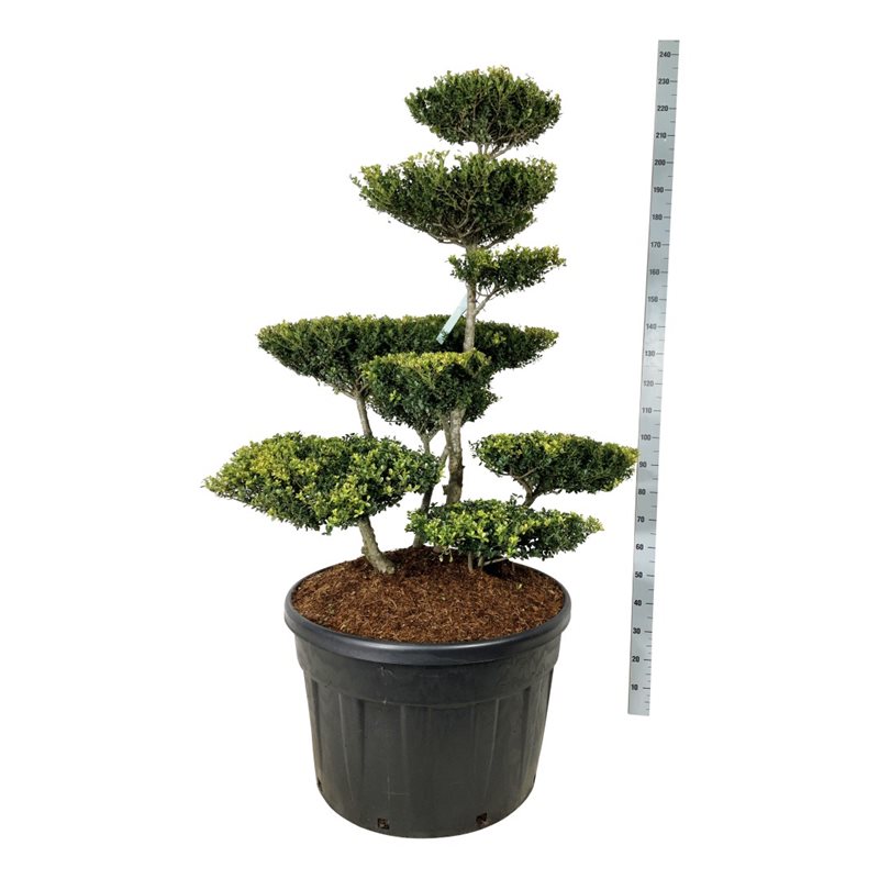 Падуб городчатый Грин Люстре