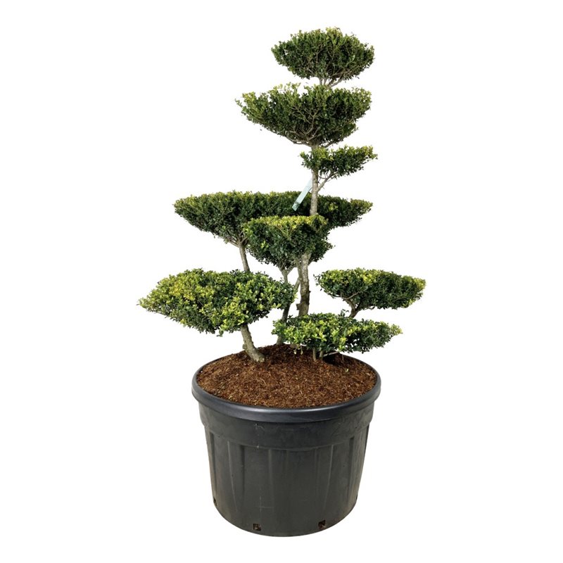 Падуб городчатый Грин Люстре