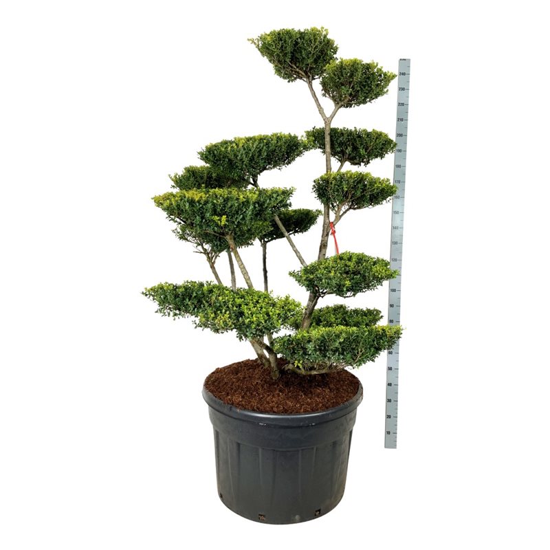 Падуб городчатый Грин Люстре