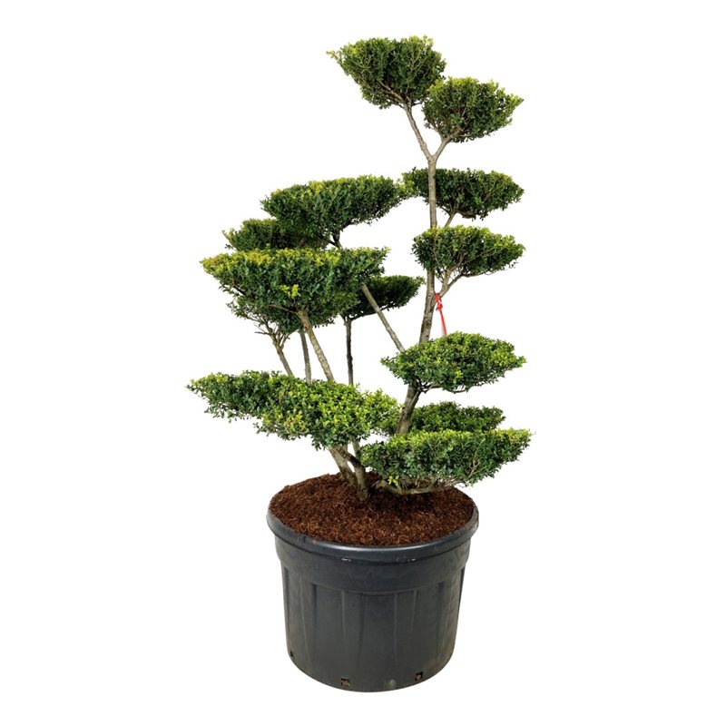 Падуб городчатый Грин Люстре