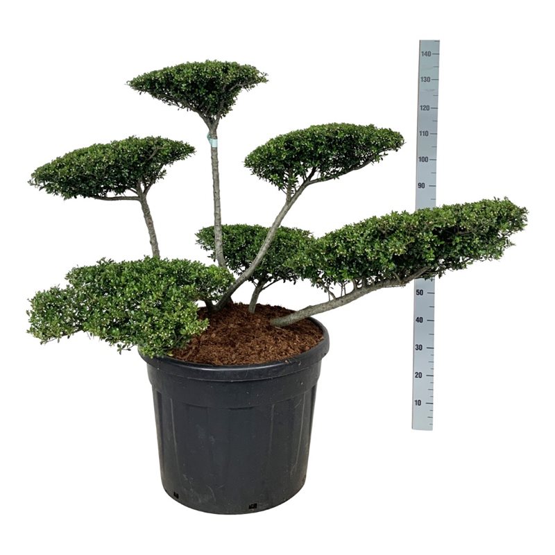 Падуб городчатый Стоукс