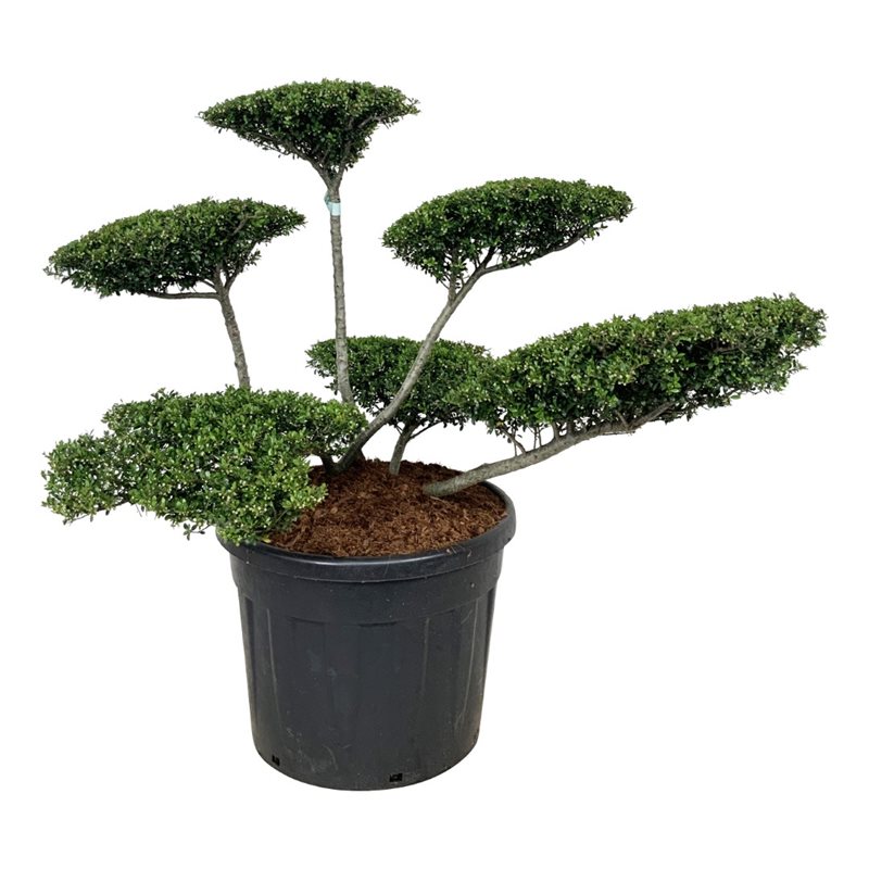 Падуб городчатый Стоукс