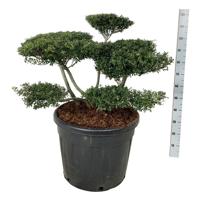 Падуб городчатый Стоукс