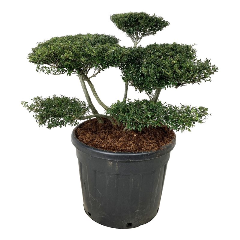 Падуб городчатый Стоукс