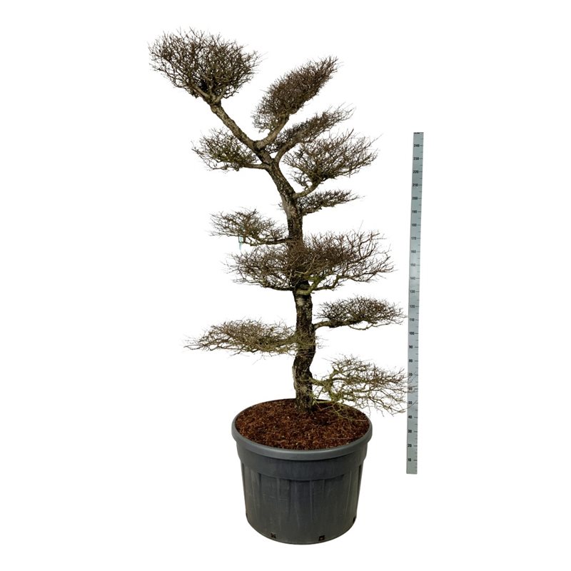 Нотофагус антарктический