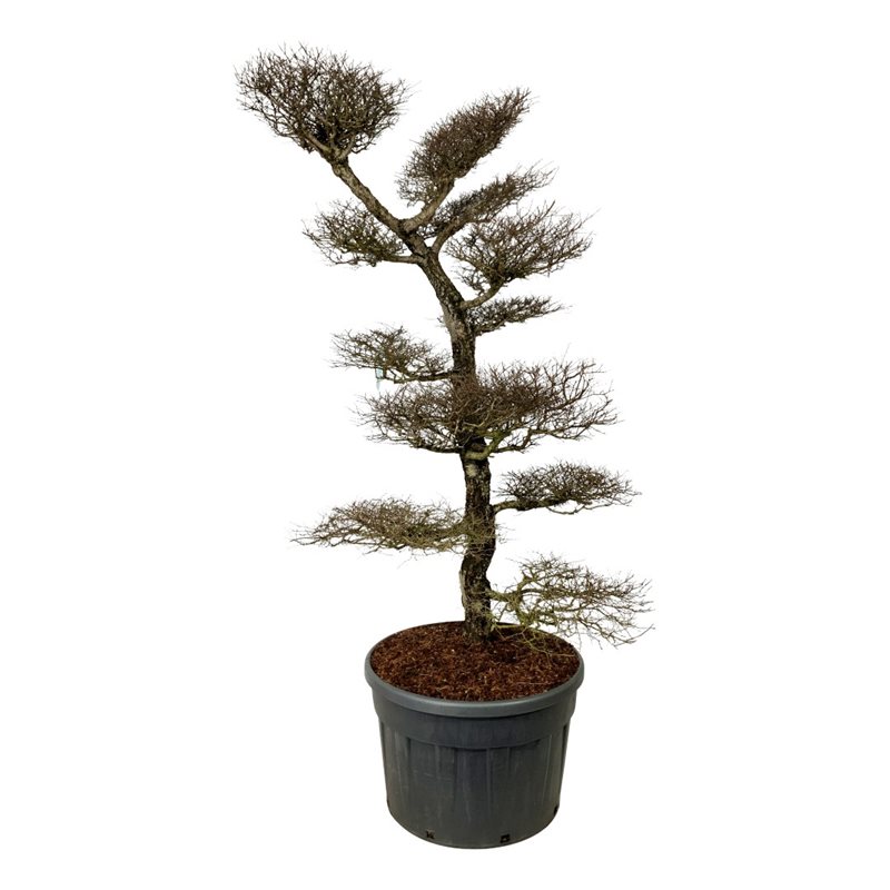 Нотофагус антарктический