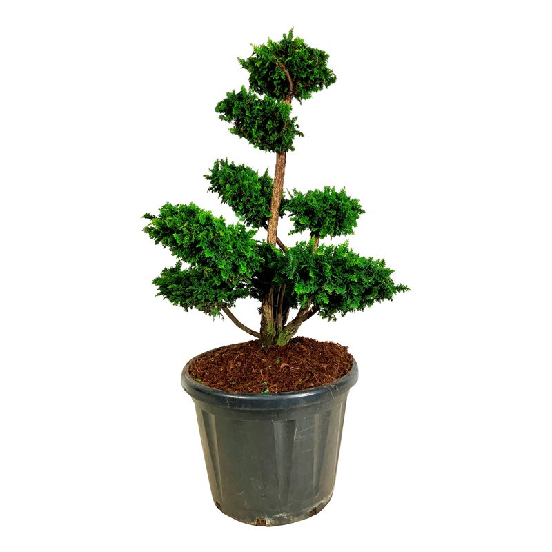 Кипарисовик Тедди Бир