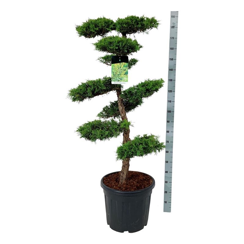 Можжевельник средний пфицериана Ауреа