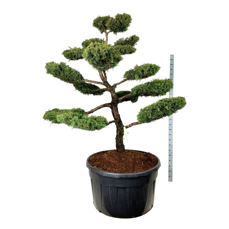 Можжевельник средний пфицериана Ауреа