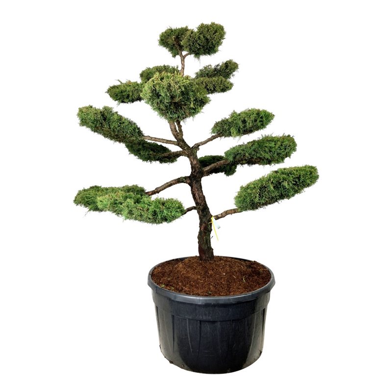 Можжевельник средний пфицериана Ауреа