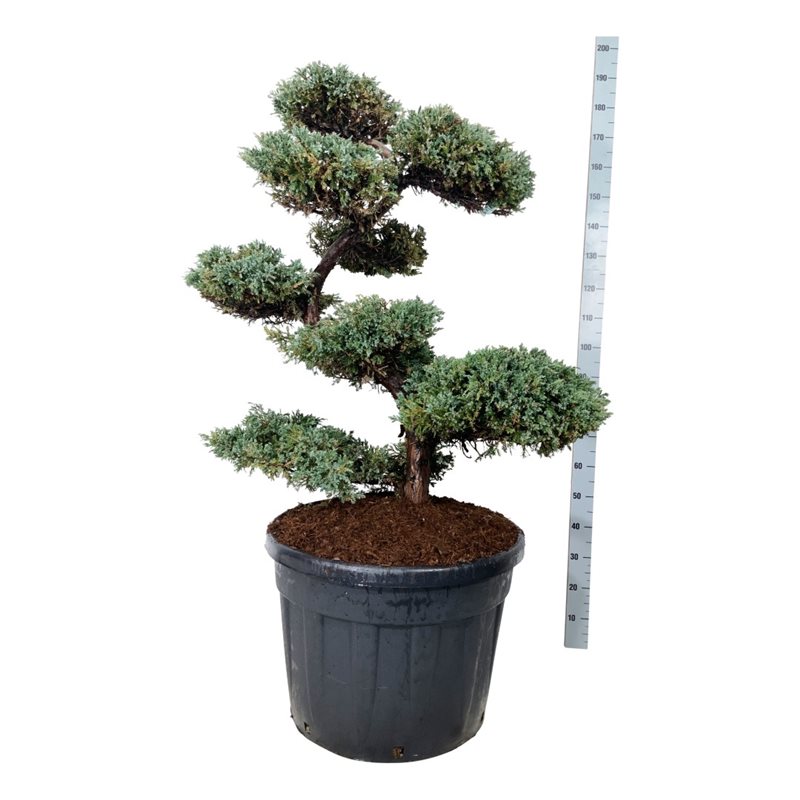 Можжевельник чешуйчатый Блю Карпет