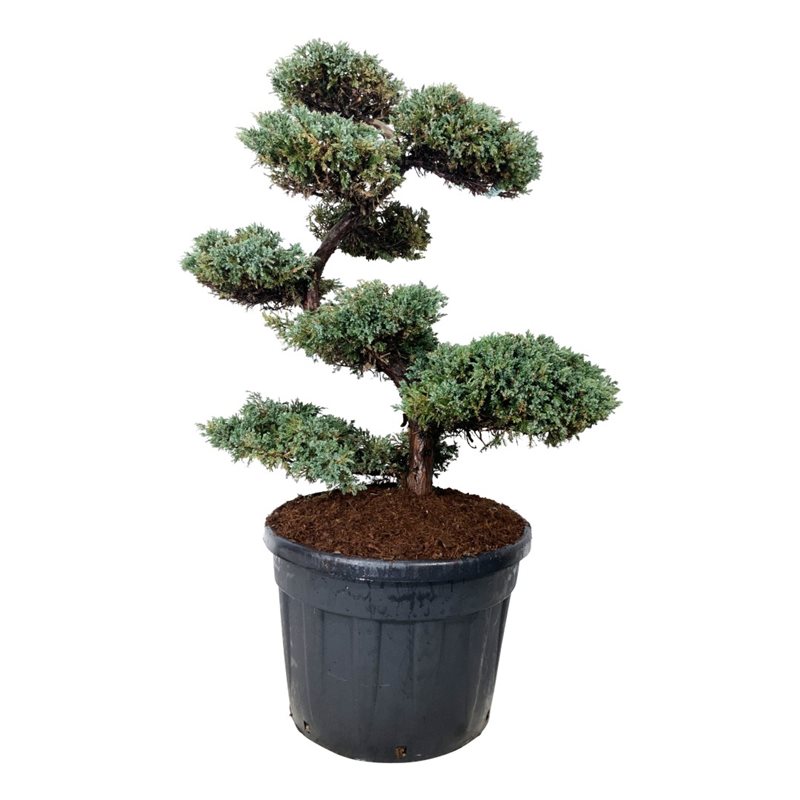 Можжевельник чешуйчатый Блю Карпет