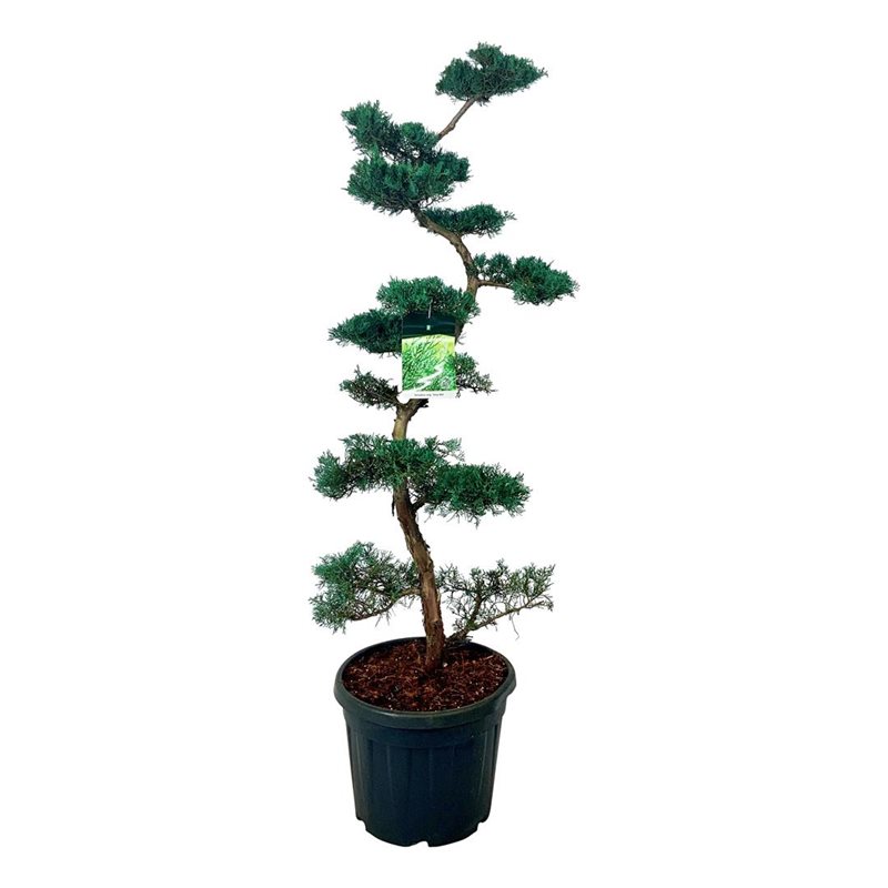 Можжевельник Грей Оул