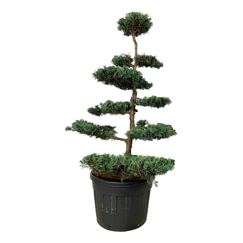 Можжевельник Грей Оул