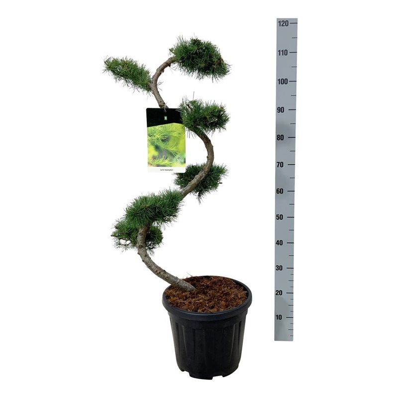 Лиственница кемпфери