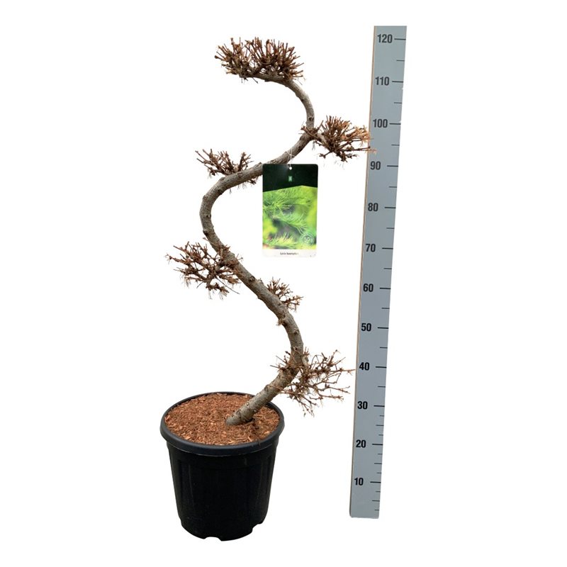 Лиственница кемпфери