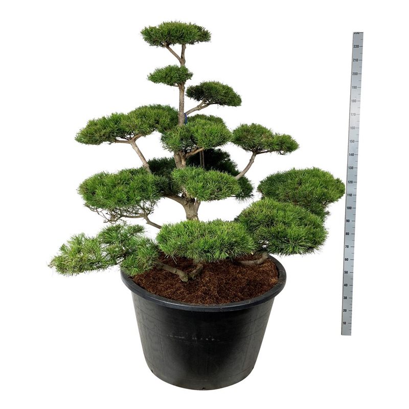 Сосна скрученная