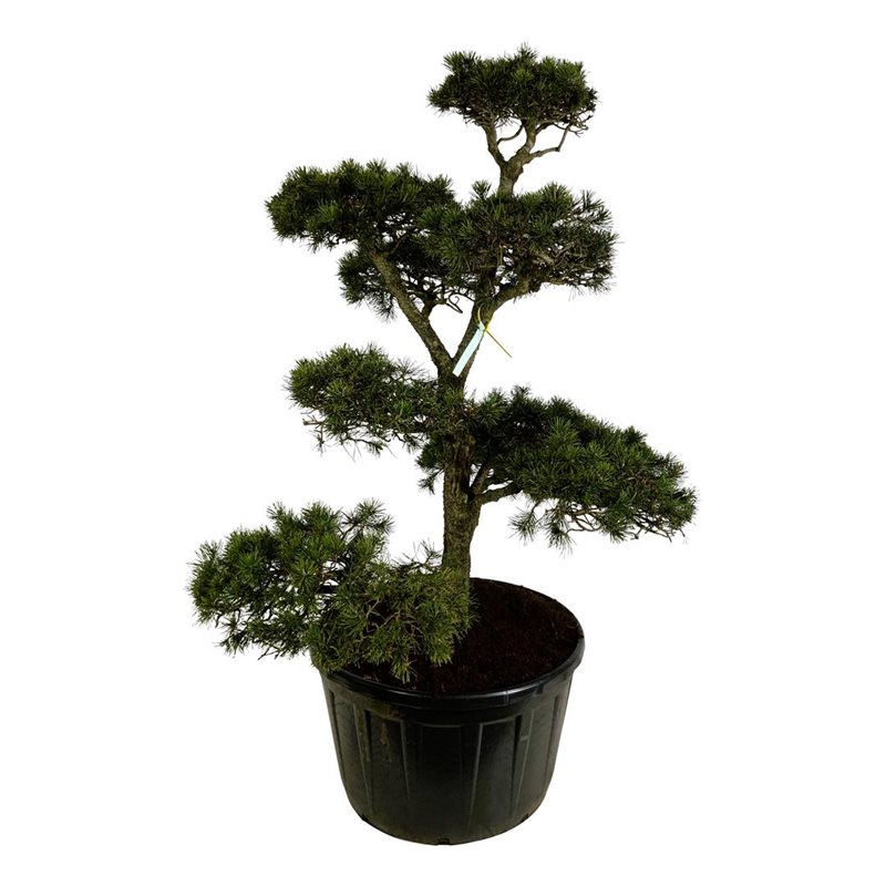 Сосна скрученная