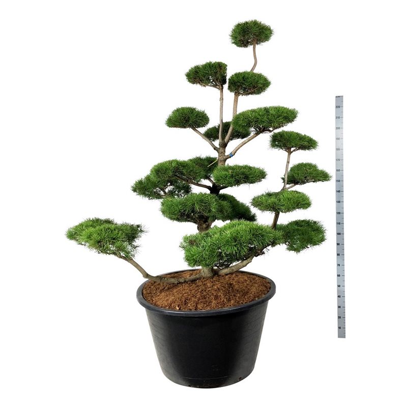 Сосна скрученная