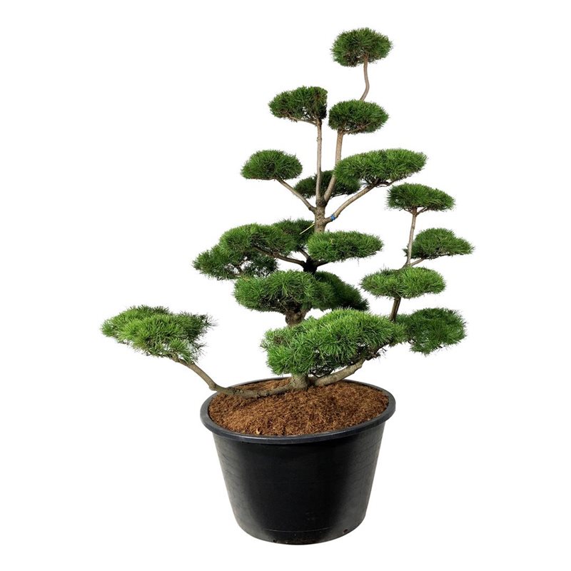 Сосна скрученная