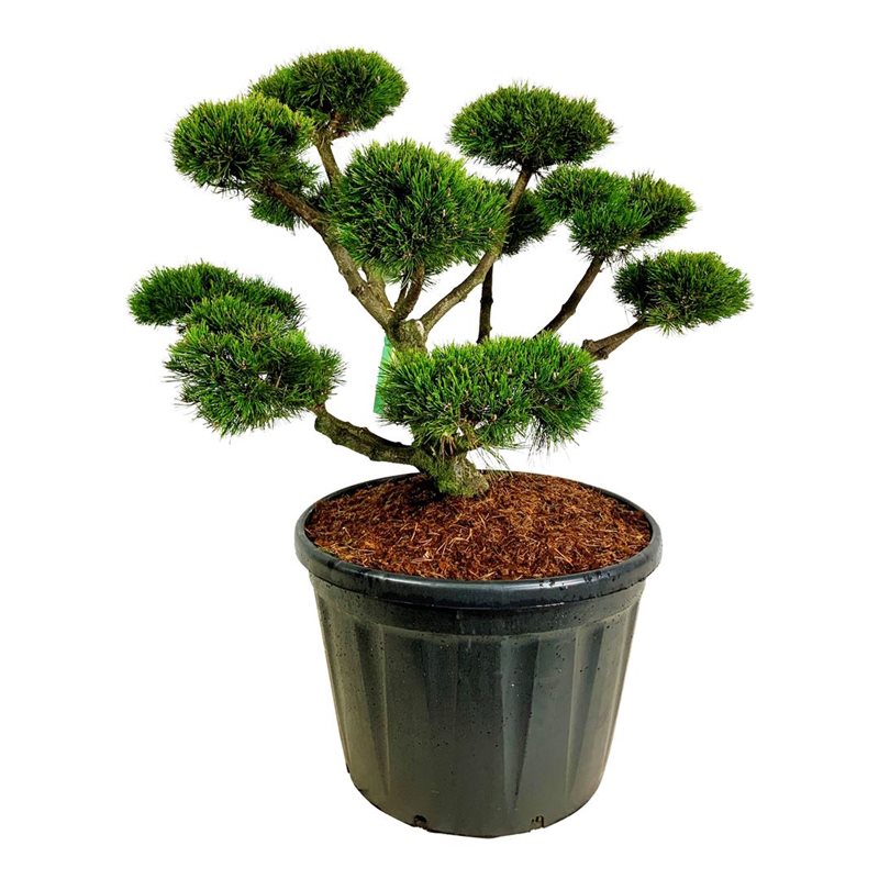 Сосна горная Гном