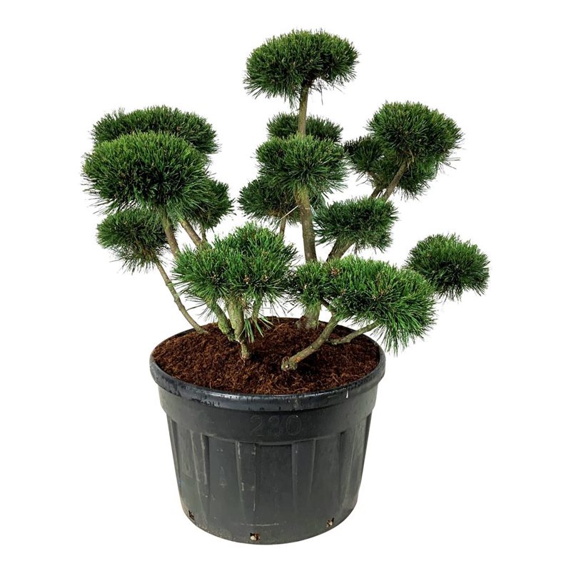 Сосна горная Гном