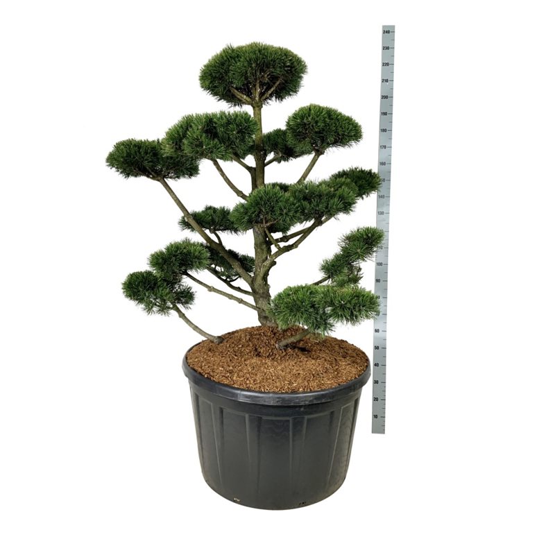 Сосна горная Гном