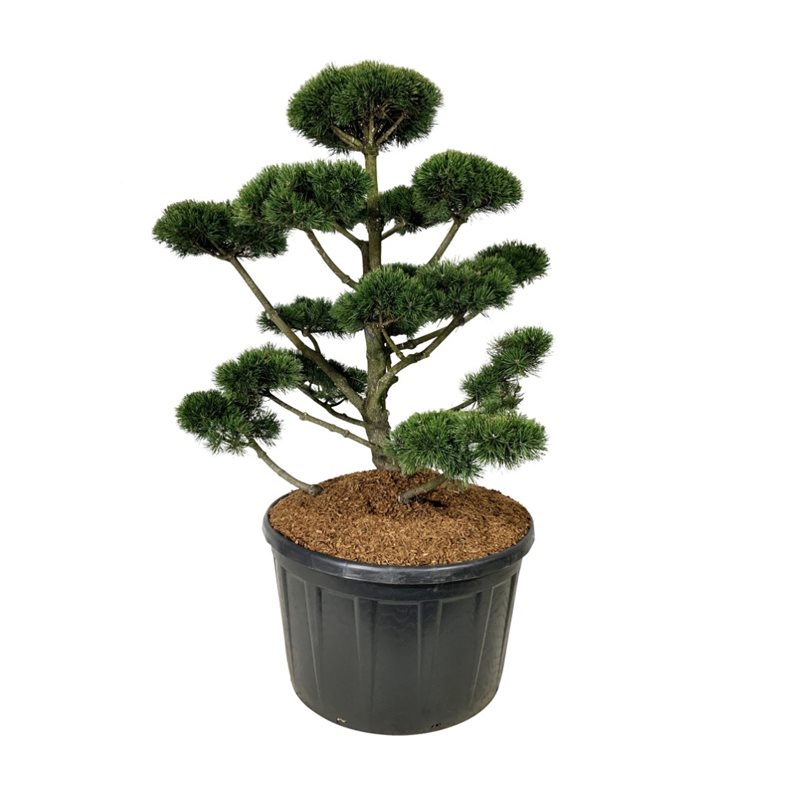 Сосна горная Гном