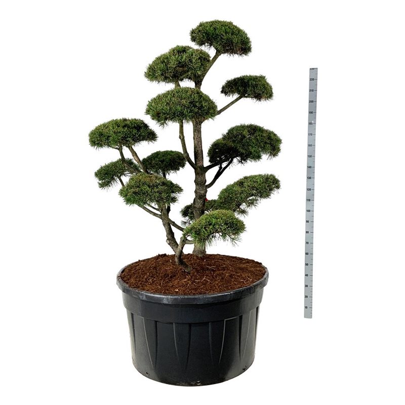 Сосна горная Гном