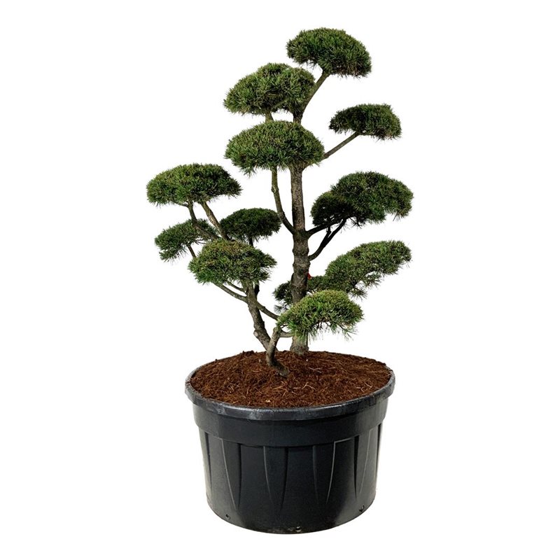 Сосна горная Гном