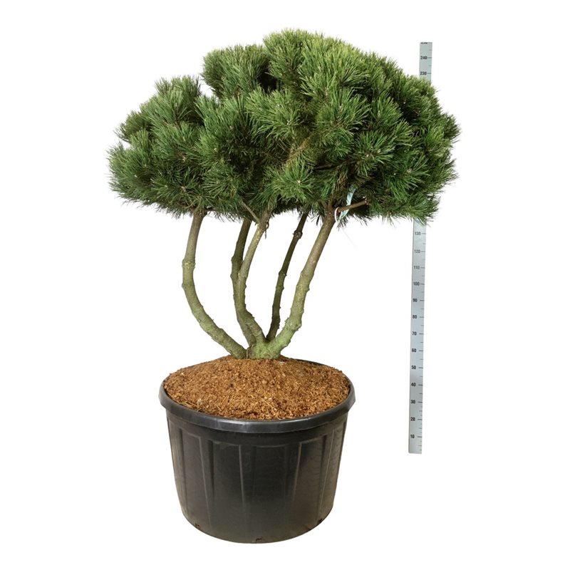 Сосна горная Гном