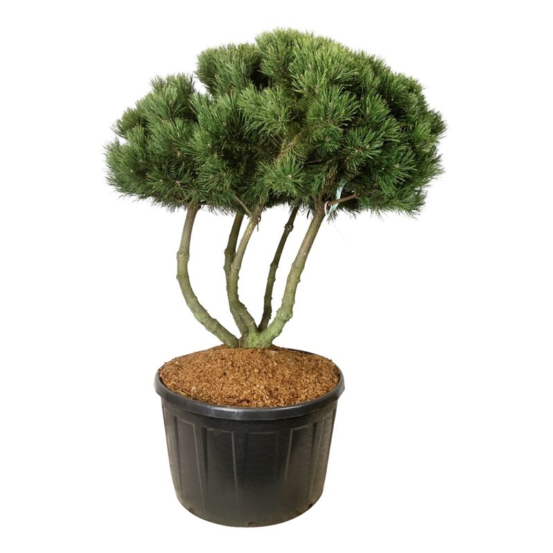 Сосна горная Гном