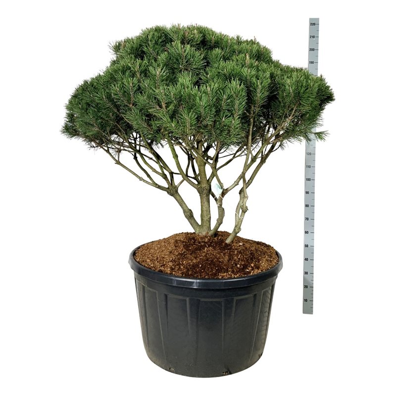 Сосна горная Мугус