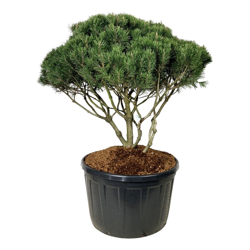 Сосна горная Мугус