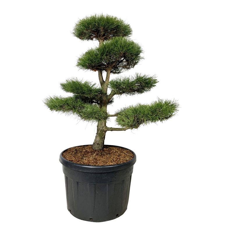 Сосна черная