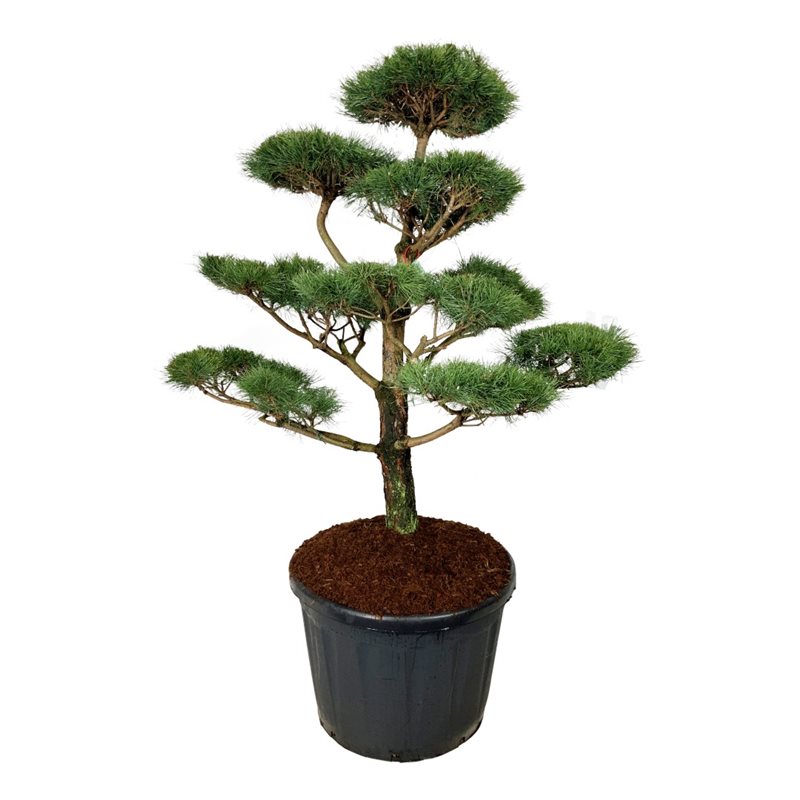 Сосна черная