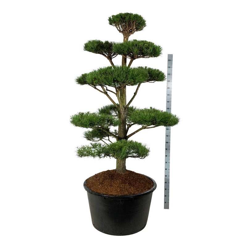 Сосна черная