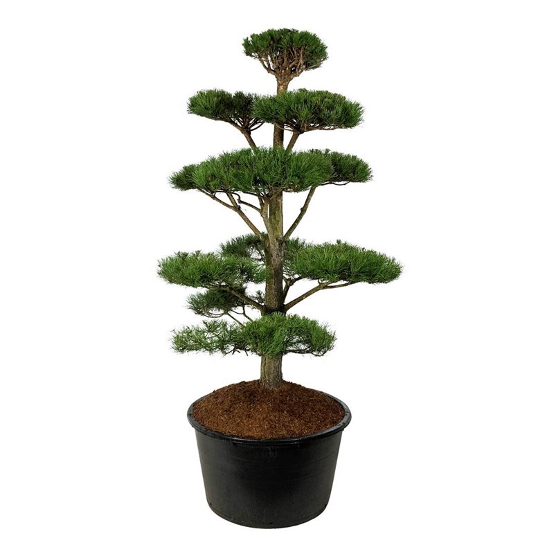 Сосна черная