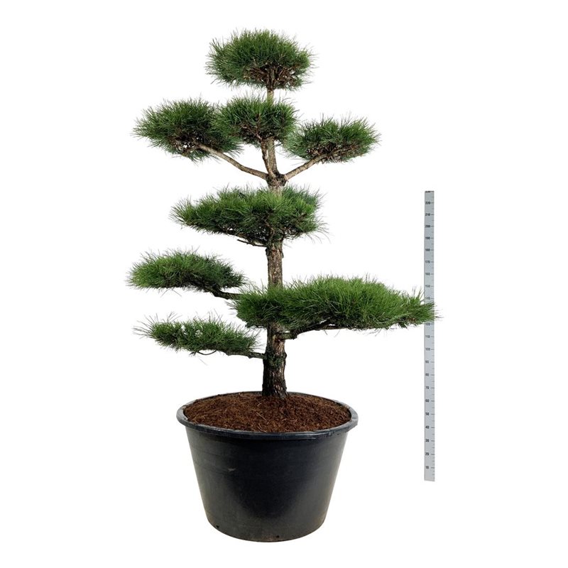 Сосна черная