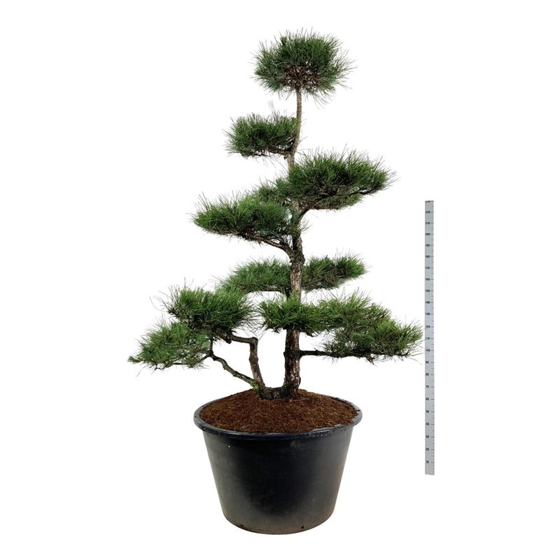 Сосна черная