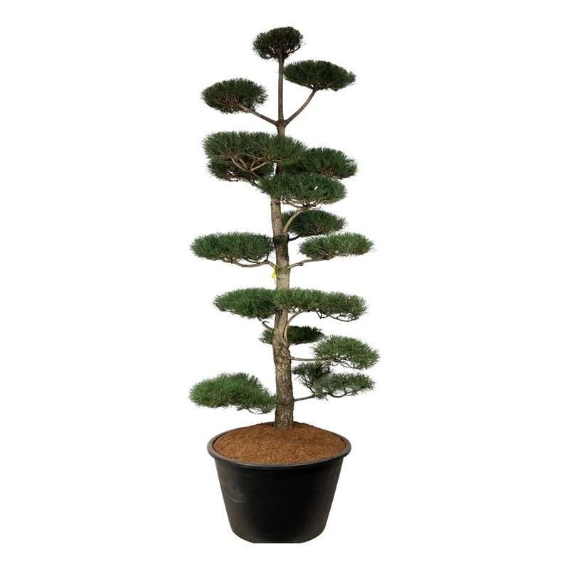 Сосна черная